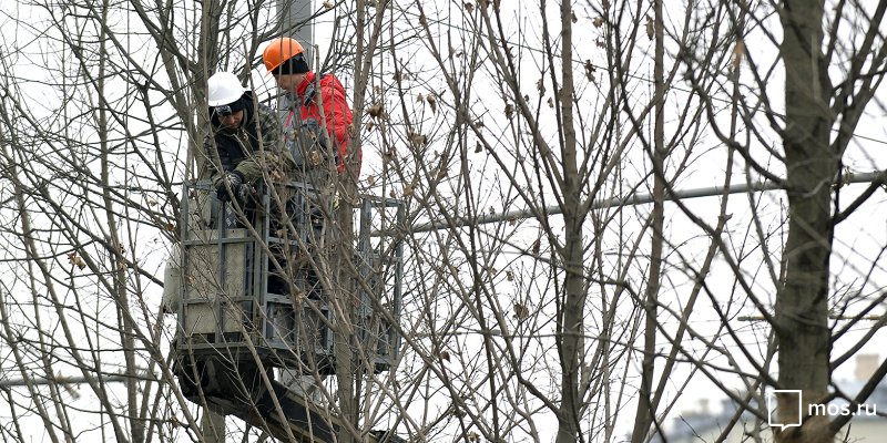 Санитарную обрезку деревьев провели в Зеленом парке