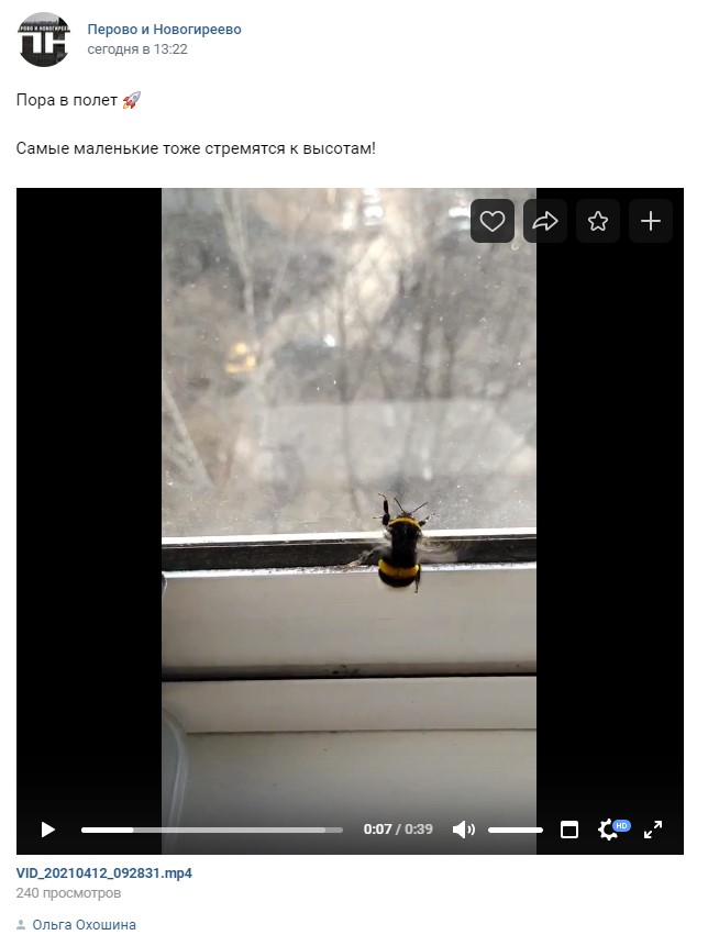 Фото дня: в Новогирееве проснулись пчелы