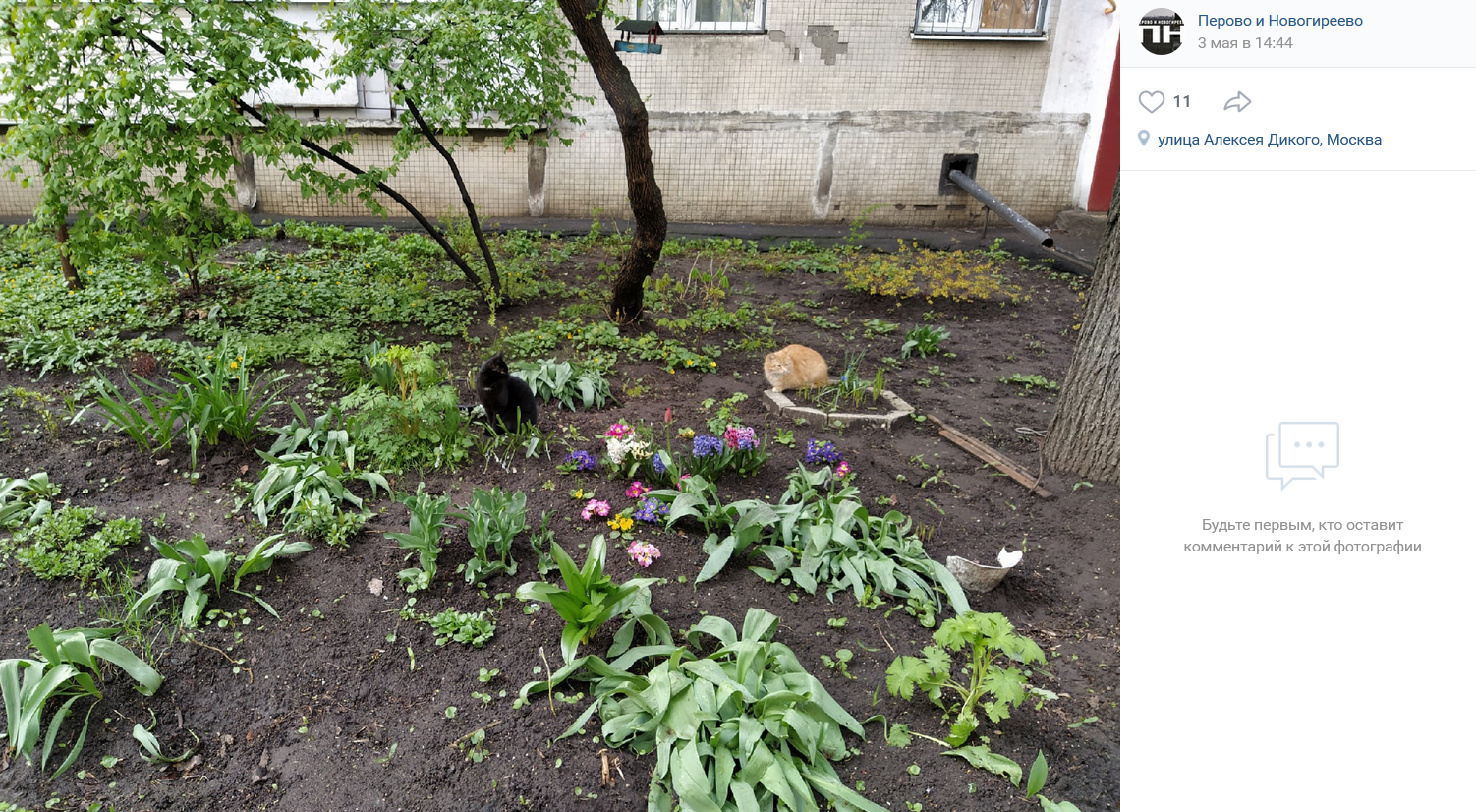 Фото дня: майские коты на зеленом газоне в Новогиреево