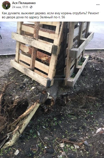 Здоровое дерево разрубили во время ремонта на Зеленом проспекте