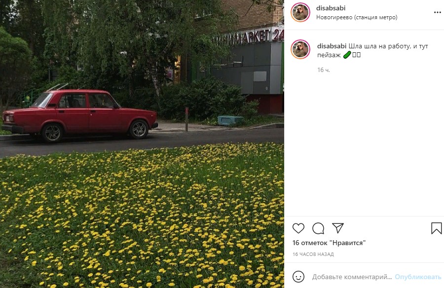Фото дня: поле из одуванчиков Новогирееве