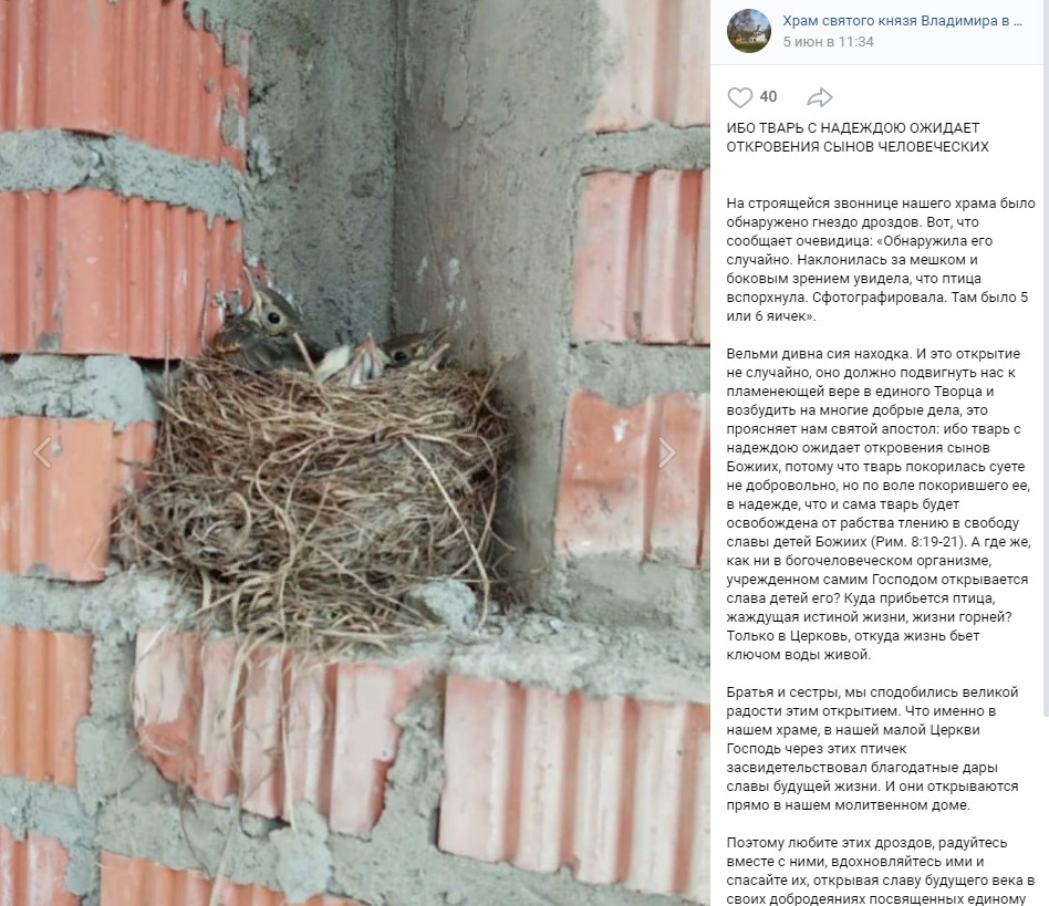 Фото дня: в храме на Перовской вылупились птенцы дроздов