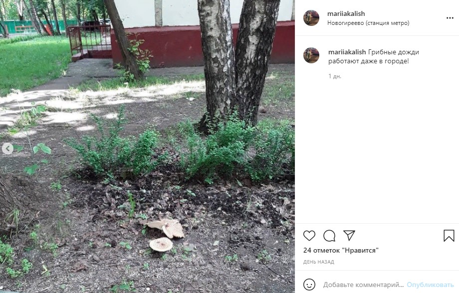 Фото дня: первые грибы выросли в Новогирееве
